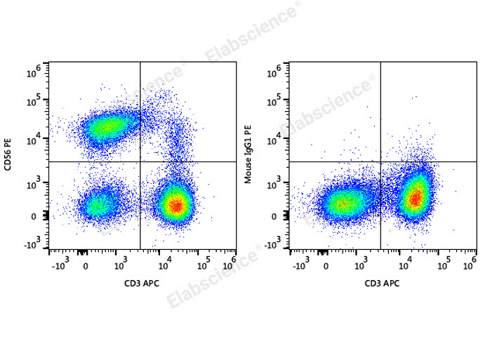 NK cells in human peripheral blood stained with CD3 and CD56.