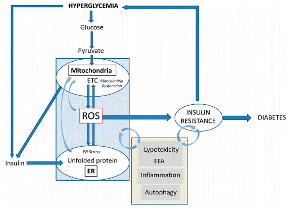 Mitochondrial ROS in insulin resistance development.