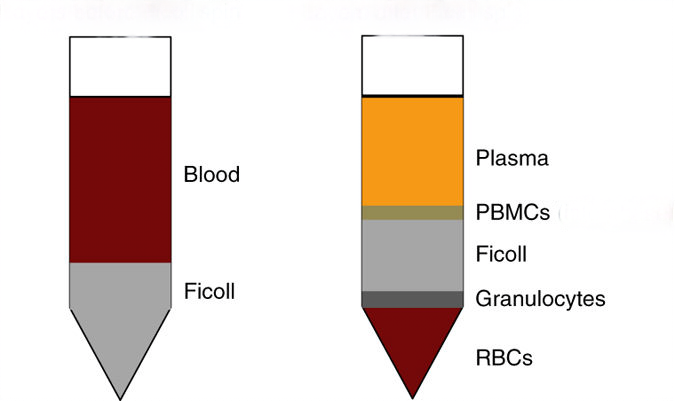 Ficoll density gradient separation medium.