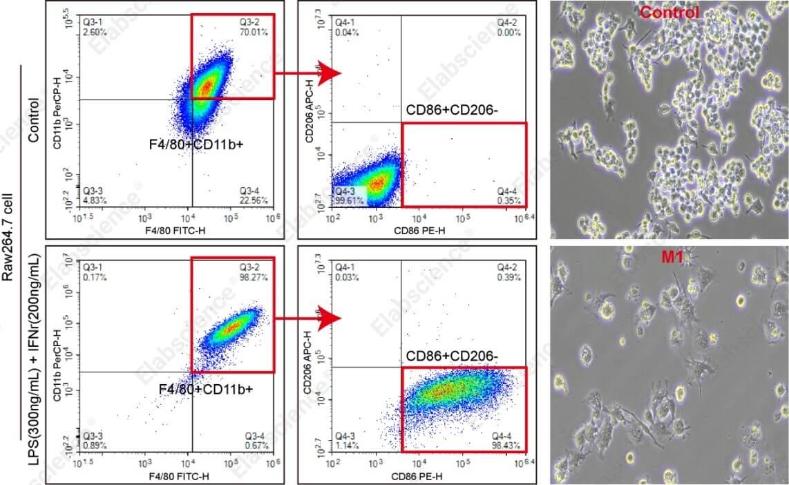 M1-polarized RAW264.7 cells by flow cytometry.
