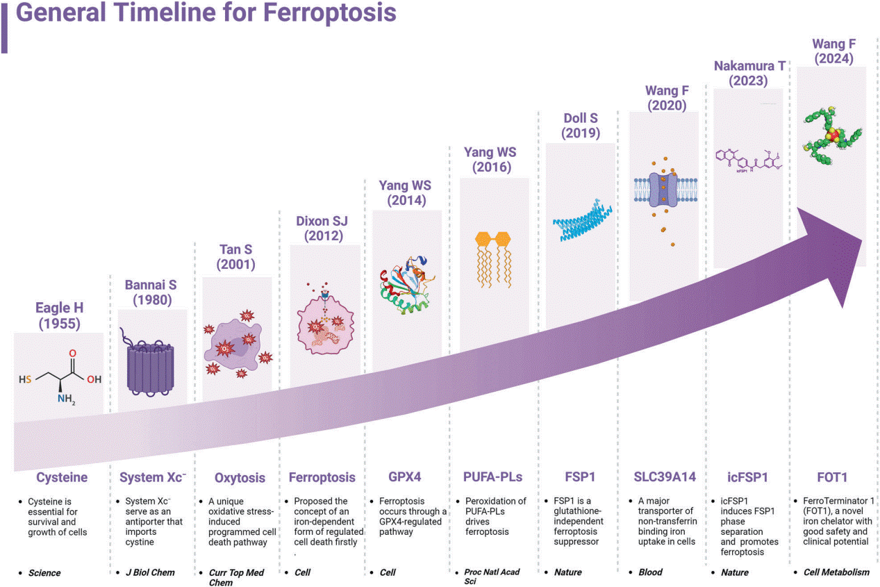 Ferroptosis progression timeline.