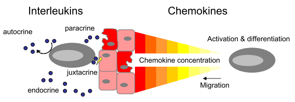 Cytokine signaling pathways including autocrine, paracrine, endocrine, and juxtacrine functions.