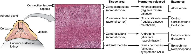 Hormones produced by the adrenal gland.