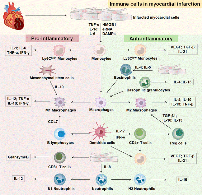 Immune cell types involved in myocardial infarction.