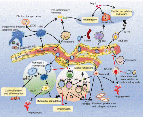 Resident NK cells reduce eosinophil infiltration and regulate inflammatory cell activity in the heart.