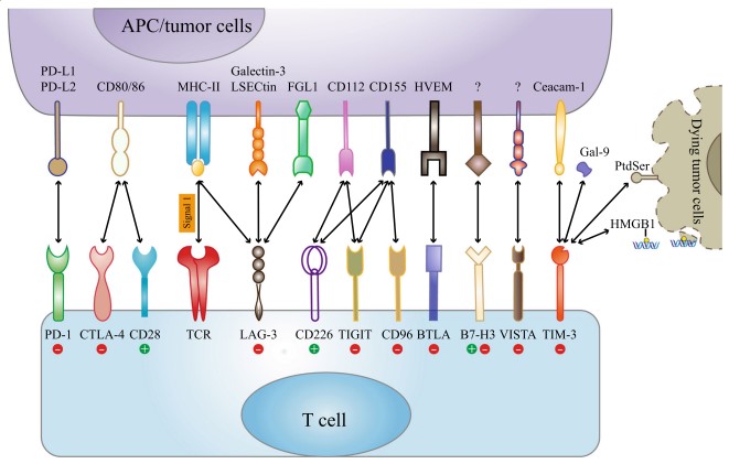 Immune checkpoint receptors and corresponding ligands.