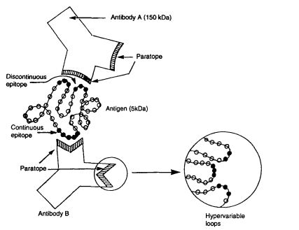 Interaction of antibodies with linear and conformational epitopes in antigen recognition.