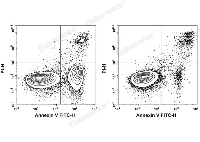 Annexin V apoptosis assay in Jurkat cells.