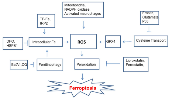 Key pathways regulating ferroptosis involving lipid peroxidation, ROS, iron metabolism, and GPX4.