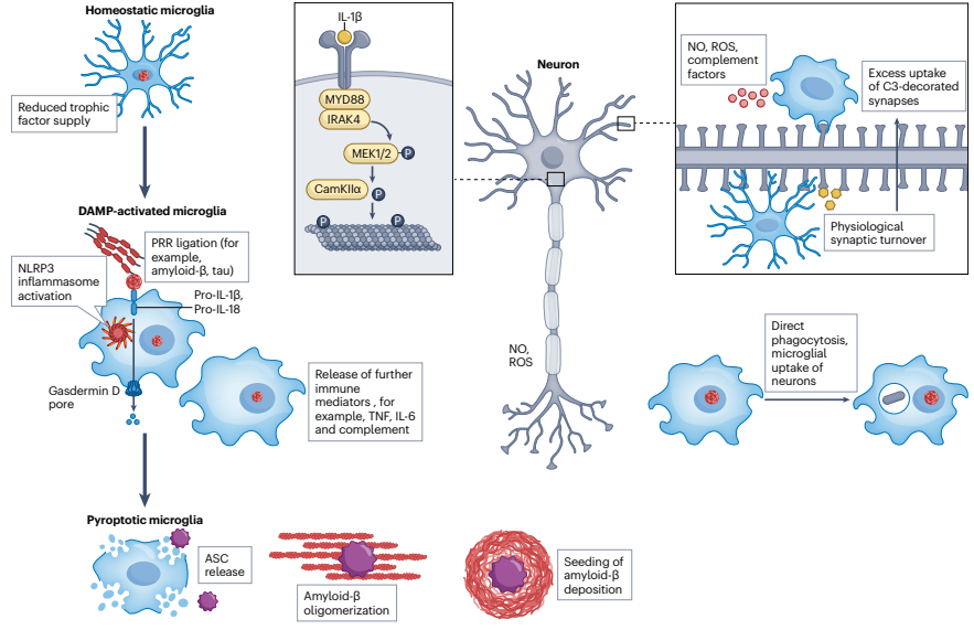 Microglia-mediated neuroinflammation in Alzheimer's disease.