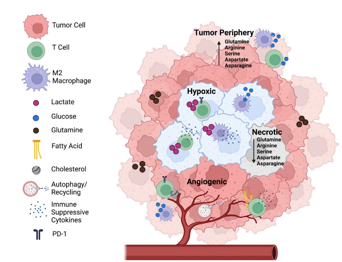 Location-dependent metabolic heterogeneity in the tumor microenvironment.