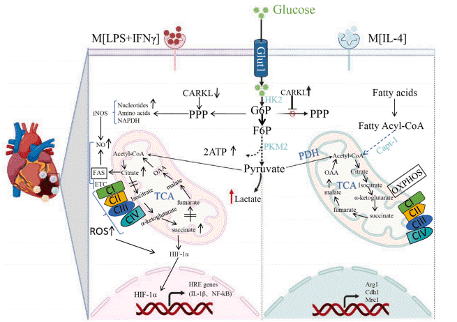 Macrophage M1 glycolysis and M2 fatty acid oxidation pathways.