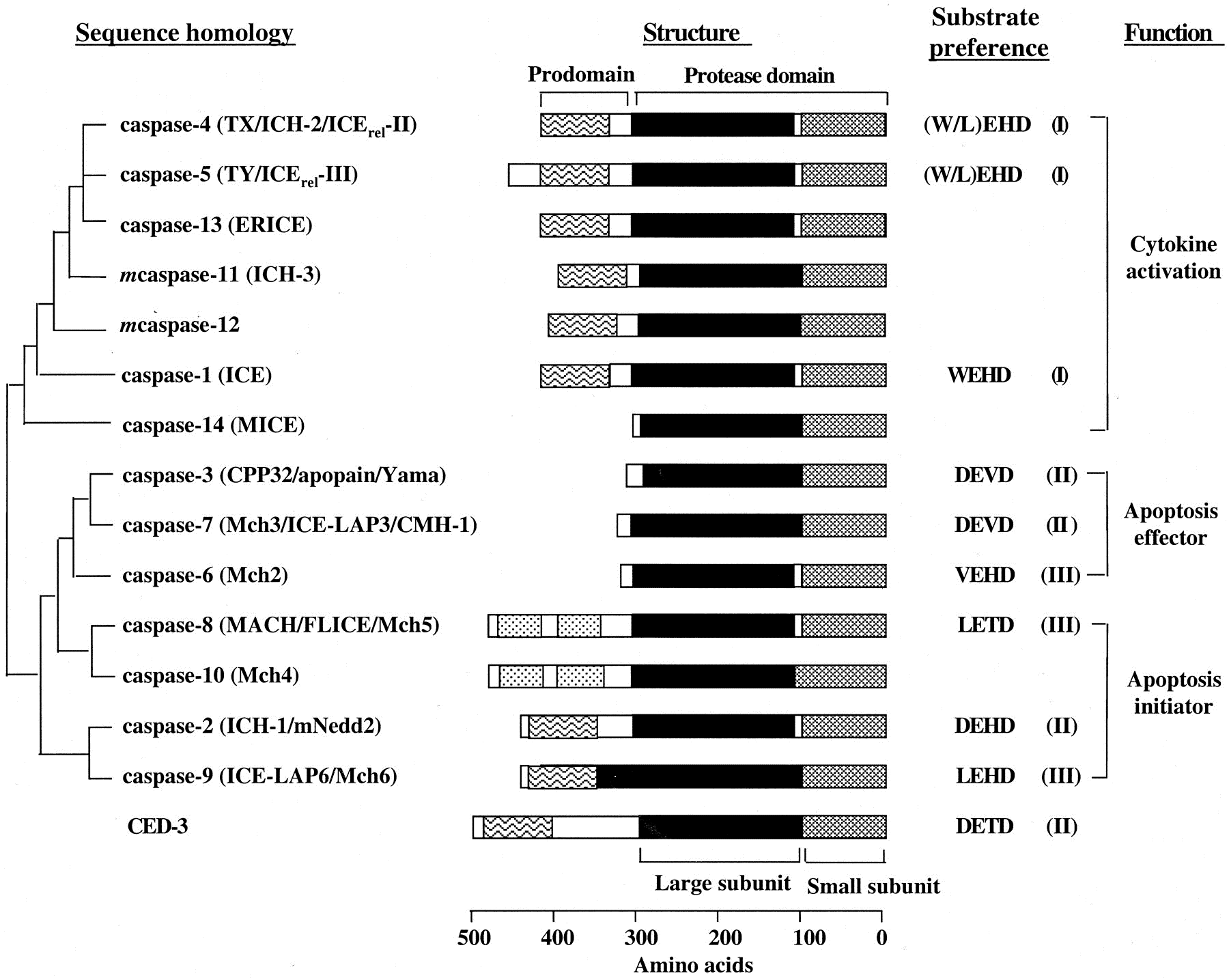Caspase family and CED-3 evolutionary diagram.