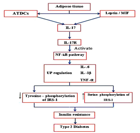 IL-17 mediated mechanism in type 2 diabetes development and metabolic inflammation.