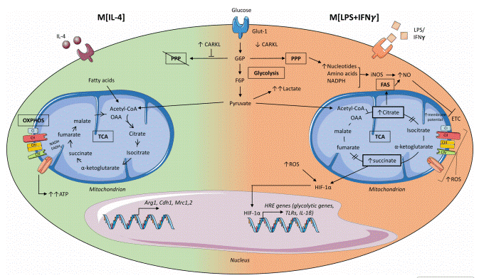 Macrophage metabolic pathways regulating activation states in coronary heart disease.