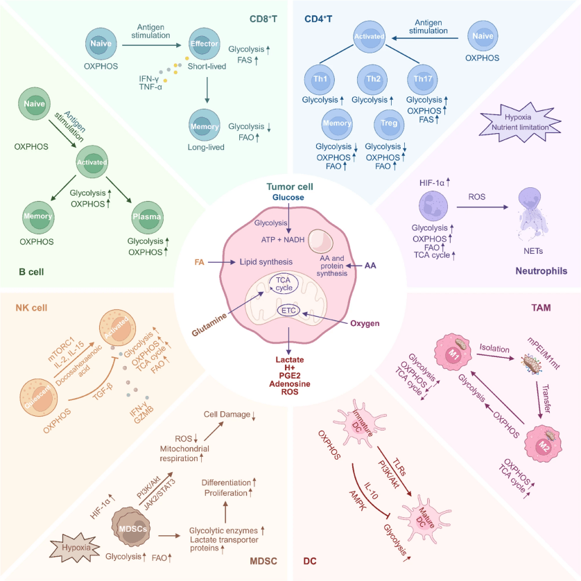 Metabolic reprogramming in the tumor microenvironment.