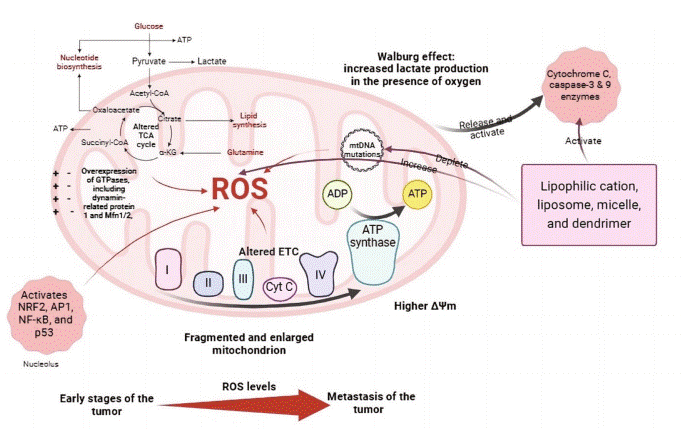 Mitochondrial alterations in cancer cells.