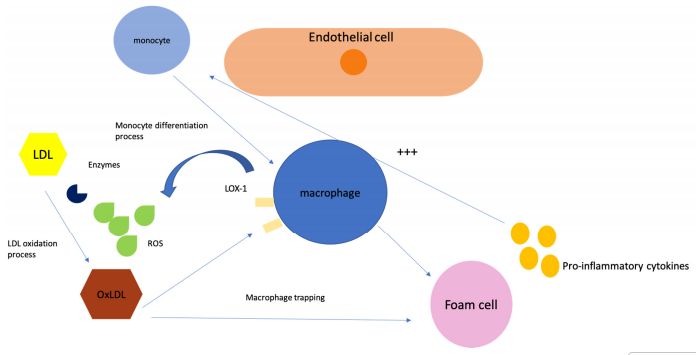  LDL oxidation and foam cell formation in atherosclerosis.