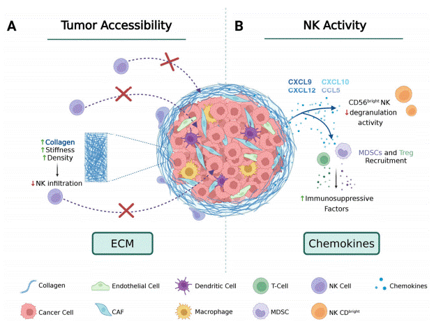 Tumor microenvironment barriers regulating natural killer cell infiltration and migration.