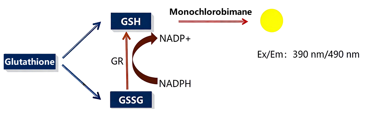 Principle of T-GSH and GSH fluorometric assay kit (E-BC-F045).