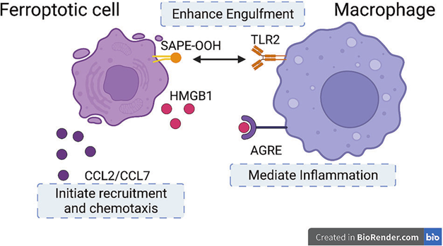 Macrophages recognizing and interacting with ferroptotic cells.