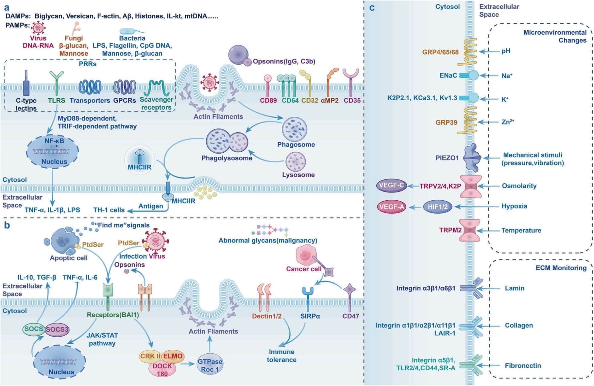 Macrophage recognition mechanisms of pathogens and damaged cells.
