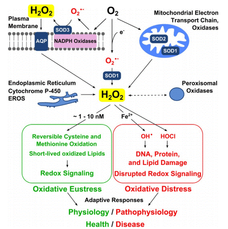Hydrogen peroxide sources and its role in redox signaling and oxidative stress.