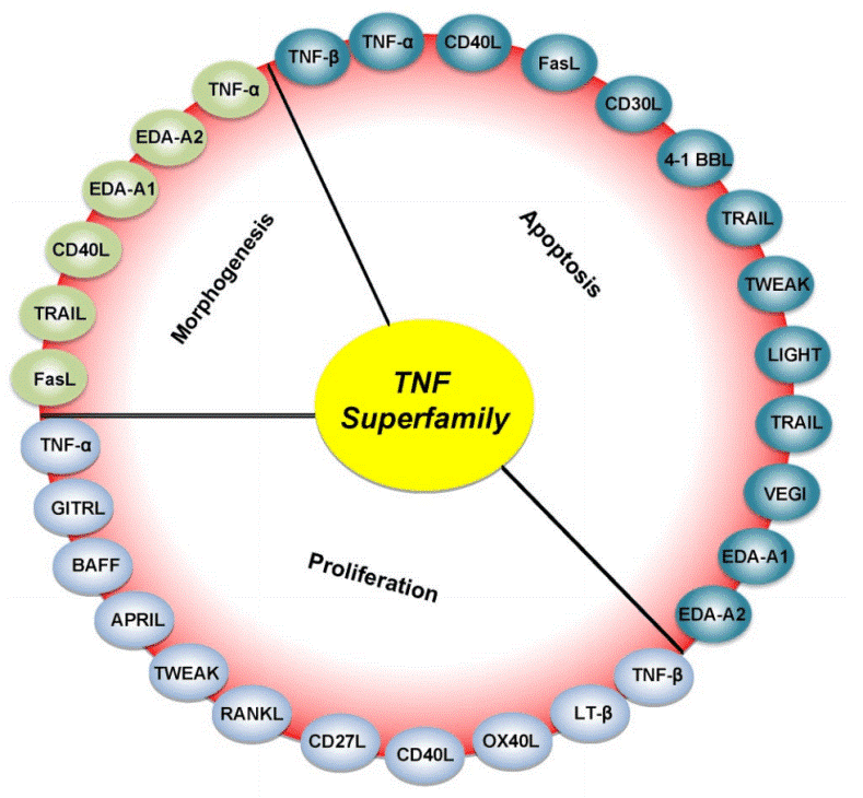 TNF superfamily functions in inflammation, apoptosis, and cell proliferation.