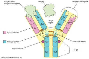 Antibody structure schematic diagram.