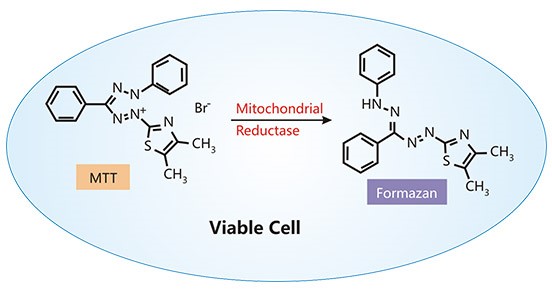 MTT assay principle showing the conversion of yellow MTT into purple formazan in viable cells.
