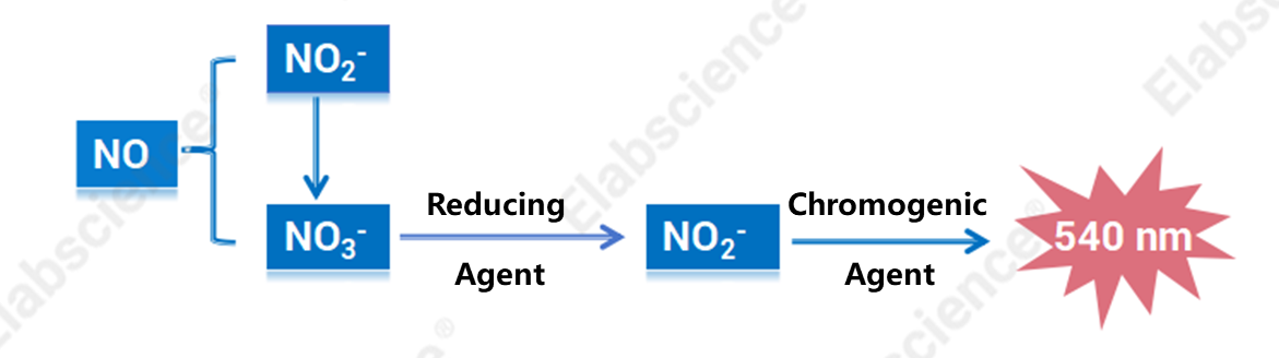 Schematic of Nitric Oxide (NO) Colorimetric Assay Kit (E-BC-K817-M).