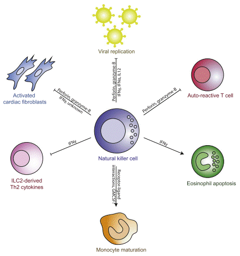 Schematic of NK cells regulating cardiac inflammation.