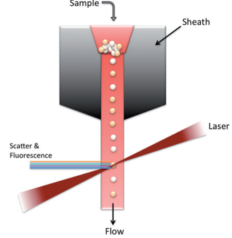 Hydrodynamic focusing in flow cytometry.