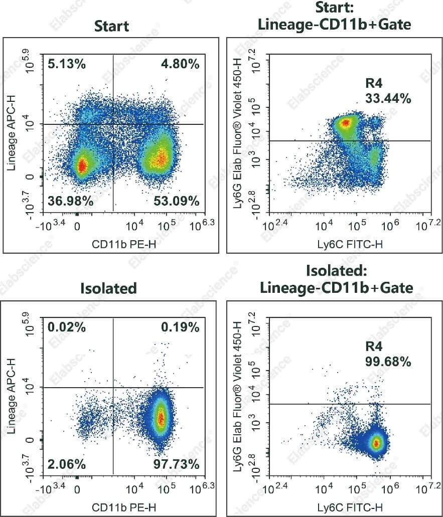 Flow cytometry validation of mouse bone marrow monocyte sorting purity.