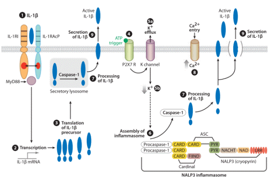 IL-1&beta; synthesis and secretion via inflammasome activation.