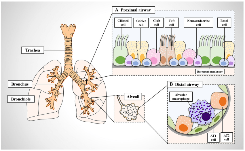 Lung structure showing alveolar macrophages and airway cellular composition.