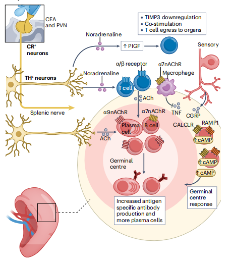 T cell–nervous system interactions in the spleen.