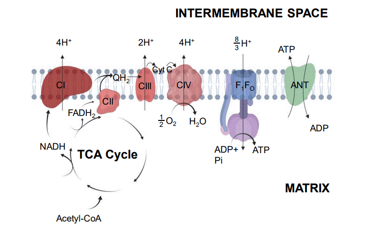 Mitochondrial electron transport chain and oxidative phosphorylation ATP synthesis.