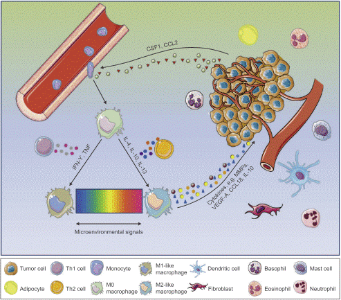 Breast cancer tumor microenvironment and associated immune cells.