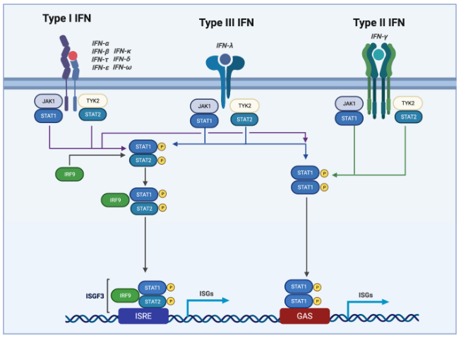 Type I/II/III interferon signaling via JAK-STAT and ISG activation.