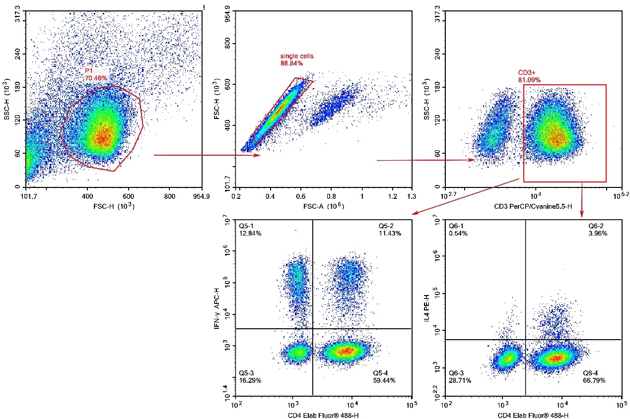 Human Th1 and Th2 cells expressing IFN-&gamma; or IL-4
