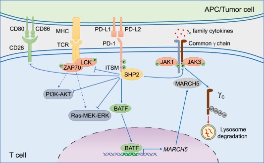 PD-1 axis effects in T cell activation and exhaustion.