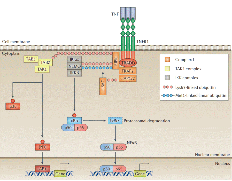 TNFR complex I signaling pathway and downstream inflammatory signaling.