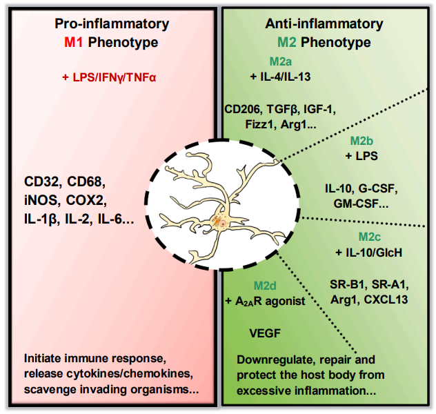 M1 and M2 microglial polarization phenotypes.
