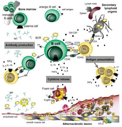 B cell roles in promoting or protecting against atherosclerosis.