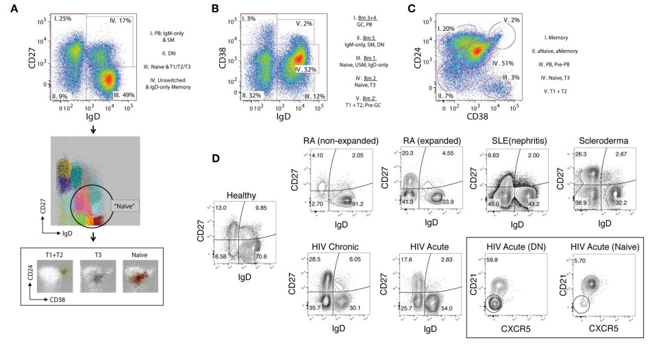 B cell gating strategy for flow cytometry-based subset identification.
