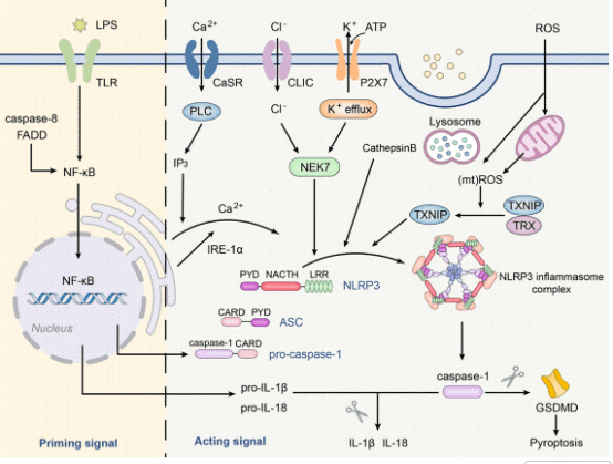 Canonical NLRP3 inflammasome activation involving NLRP3, ASC, and pro-caspase-1.