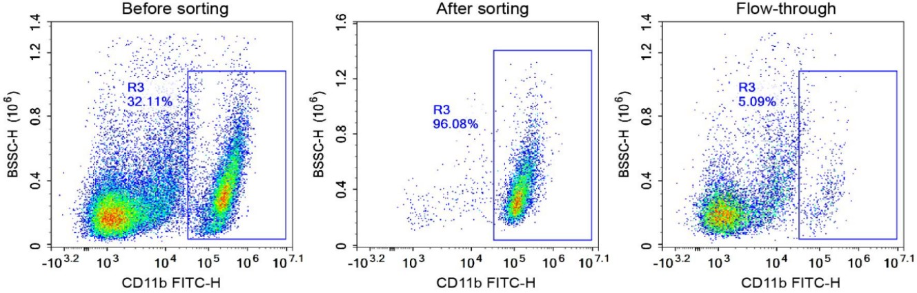 CD11b-positive cell purity before and after magnetic bead sorting of C57 mouse brain tissue.