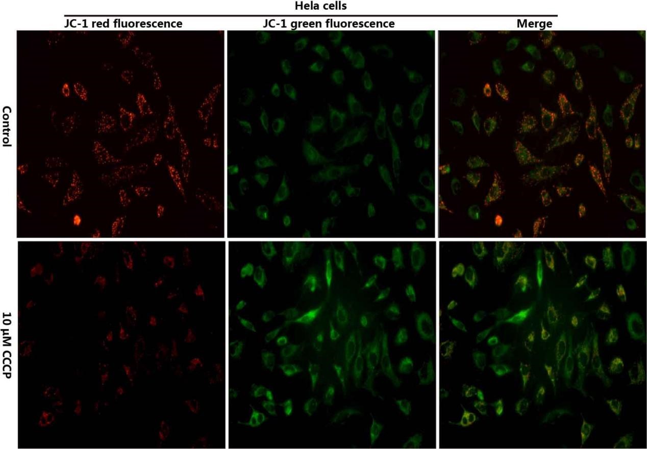 Mitochondrial membrane potential assay showing CCCP-induced depolarization in HeLa cells.