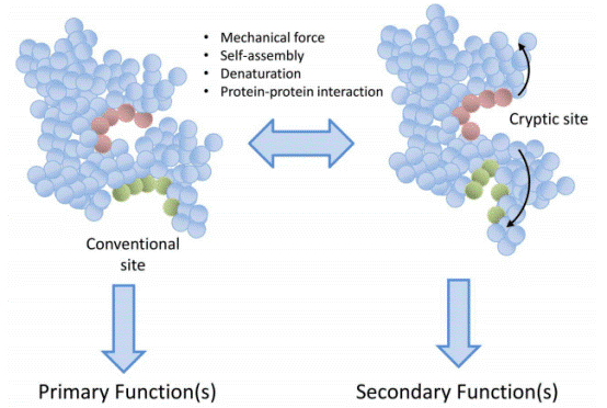 Exposure of cryptic epitopes following protein unfolding in denatured antigens.